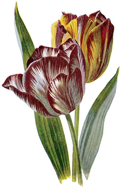 14 Spring Tulips Images Tulips Images Flower Drawing Botanical Tulip