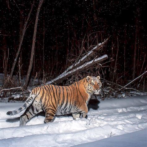 Amur Tiger Roaming Its Territory Rbadassanimals
