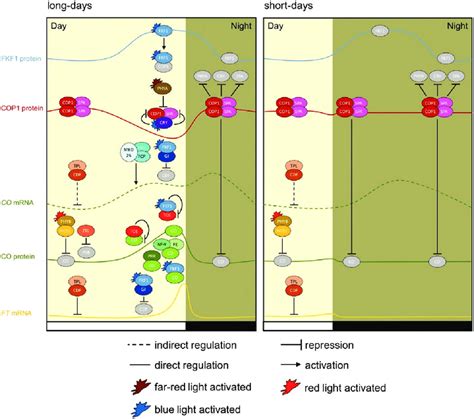 Constans Co Controls Photoperiodic Flowering Of Arabidopsis Left Co