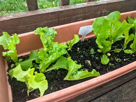 Types Of Lettuce To Grow In Garden Fasci Garden