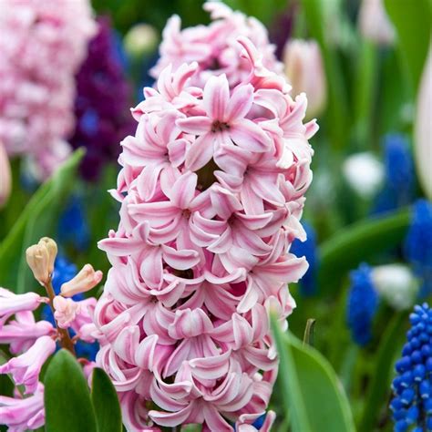 Buy Garden Hyacinth Bulbs Hyacinthus Orientalis Fondant £499 Delivery