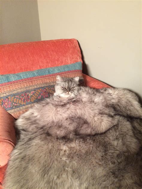 Really fat cat : confusing_perspective