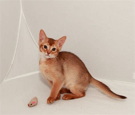 Adorable Abyssinian Kittens Alford Aberdeenshire