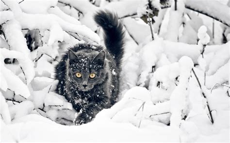 Cat Snow Wallpapers Hd Desktop And Mobile Backgrounds