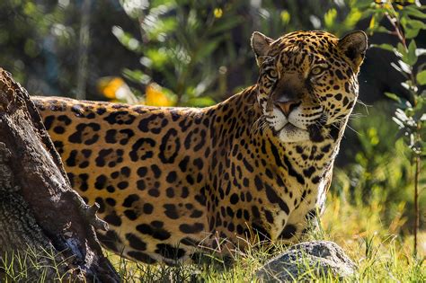 Jaguar The Big Cat Hd Animals 4k Wallpapers Images Backgrounds