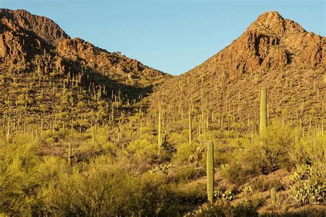 Usa Arizona Sonoran Desert Photograph By Jaynes Gallery Fine Art
