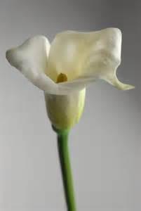 For example, the fruit of the living rock or fossil cactus ariocarpusspp looks like pale fleshy berries. Real Touch Calla Lily in White 27"
