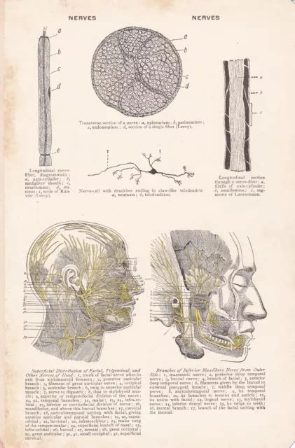 Antique Anatomical Illustration Nerves Early 20th Century 1000