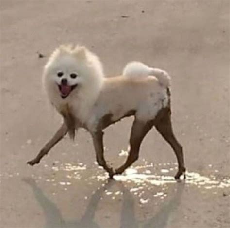 Barkbox Which Of These Cursed Dog Images Sums Up Your Week
