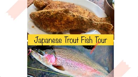 Japanese Trout Fish 🐟 Tour Youtube