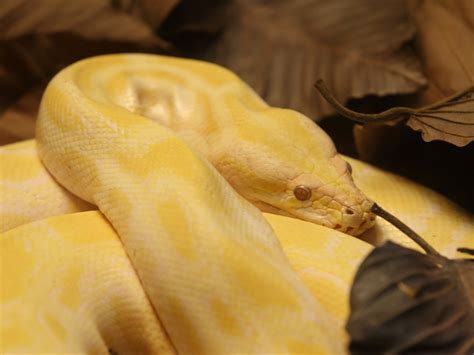 Burmese Python Pet