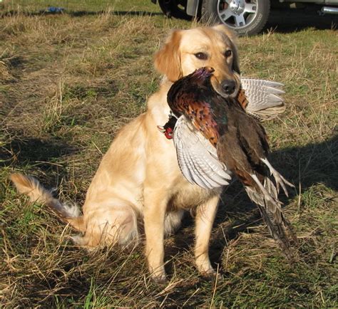 The Best 10 Duck Hunting Dogs You Can Find Today 2019 Edition