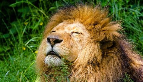 Ⓘclick the infinitive to see all available inflections. Biblical meaning of lion in dreams > ONETTECHNOLOGIESINDIA.COM