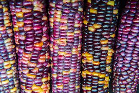 Multi Colored Indian Corn Stock Photo Image Of Colored 232033716