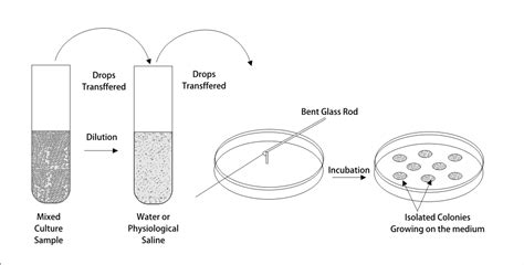 Microbial Culture Media Definition Types Examples Uses 46 Off