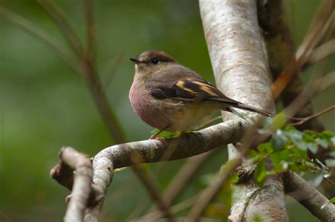 Pink Robin Petroica Rodinogaster Aviceda Wildlife Images