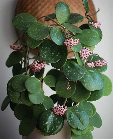 Le piante grasse pendenti richiedono le stesse modalità di coltivazione di tutte le altre piante grasse. Piante pendenti da interno per il tuo appartamento green