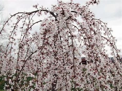 Shop online for over 600 species of seeds. A GUIDE TO NORTHEASTERN GARDENING: Spring Flowering Trees ...