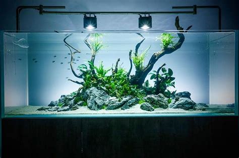 Browsing other aquascapes can help you decide what style and. New Aquascaper 1500 layout at Evolution Aqua HQ. Day One ...
