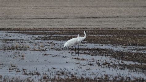 Whooping Cranes Celebrate American Wetlands Month At Restored Nebraska