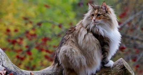 Of The Largest Cat Breeds That You Can Actually Adopt