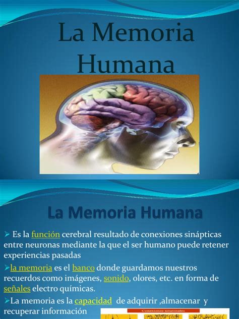 Memoria Humana Sinapsis Memoria