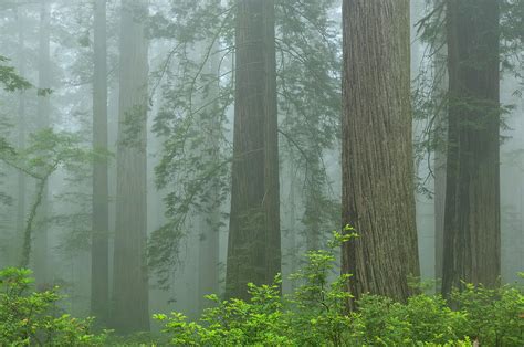 Redwood Forest In The Fog Photograph By Christian Heeb