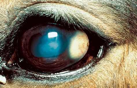 What Is Horse Epithelium Allergy Steve Gallik
