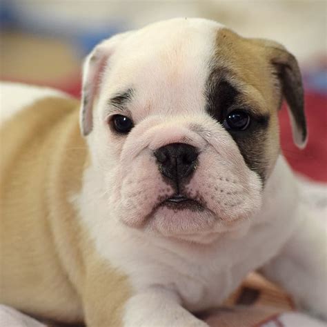 August 2020 tonto has had puppies for us, you can check out some of her past puppies on the blog. fawn chocolate english bulldog puppy for sale