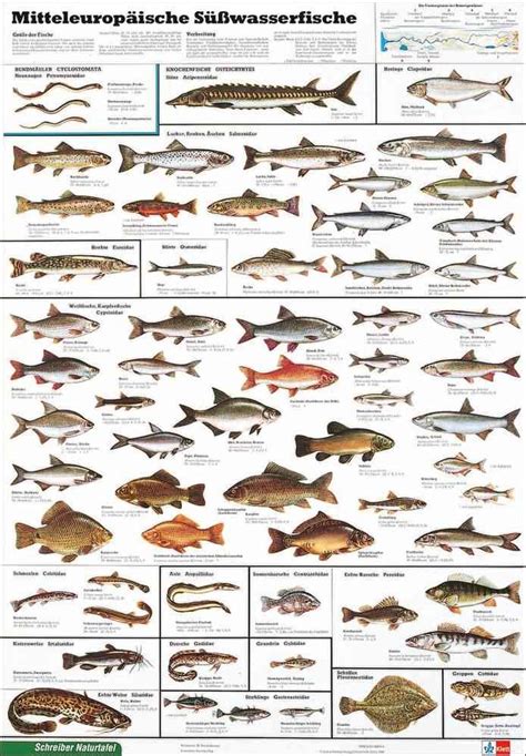 √ Alle Fischarten In Deutschland Fischlexikon