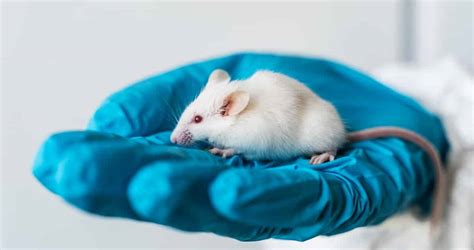 What Is Animal Testing Is It Cruel And What Are The Alternatives