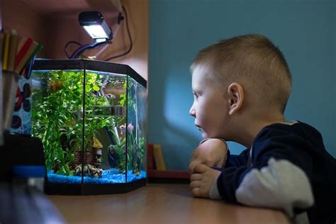 The Top 10 Best Fish For Kids Fishkeeping World