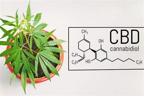 Qu Es El Cbd Todo Lo Que Necesitas Saber Del Cannabidiol