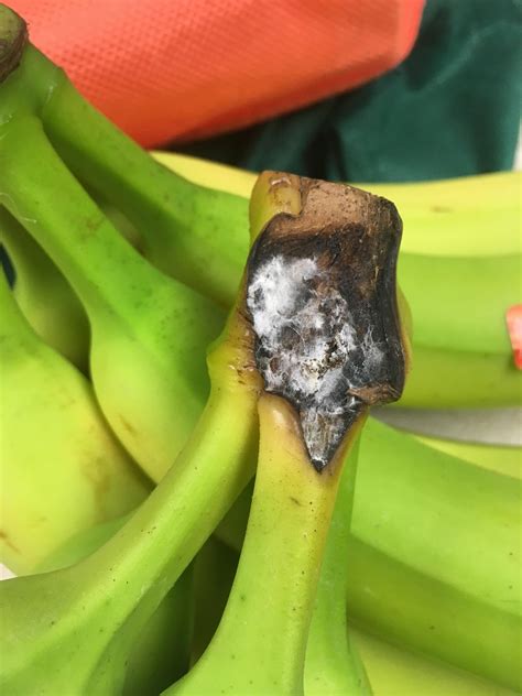 What Is This Stuff On My Banana Stems Should I Be Concerned Should I