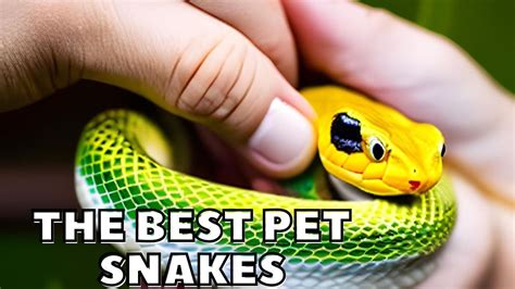 The Best Pet Snakes Snakes Discovery Channel Documentary Youtube