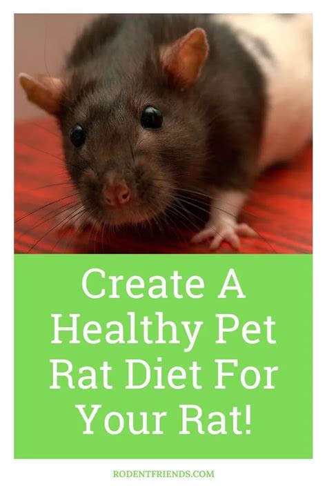Creating A Healthy Pet Rat Diet For Your Rat Rodent Friends Pet