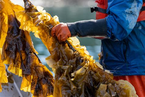 The seaweed superfood revolution could end world…