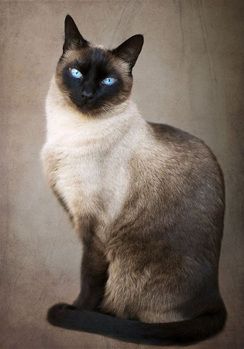 Pretty Siamese Cat British Shorthair