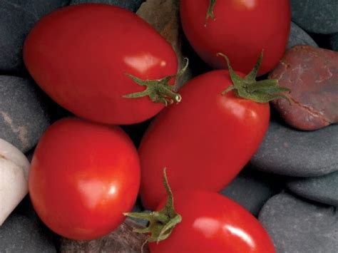 Order tomato seeds and grow your own tomatoes from park seed. MARIANA F1 HYBRID DETERMINATE SALADETTE TOMATO | Sakata