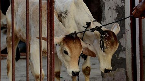 Greater Noida Two Men Beaten Up For ‘stealing Cows Arrested
