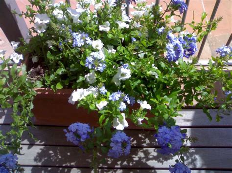 Vediamo le piante con fiori bianchi più belle e facili da coltivare, sia in. La Finestra di Stefania Quali sono i fiori più adatti da ...