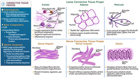 Anatomy And Physiology Fundamentals Connective Tissue Proper Ditki