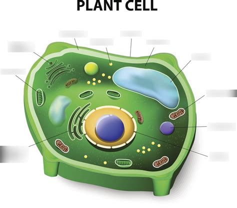 Unlabelled Diagram Of A Plant Cell
