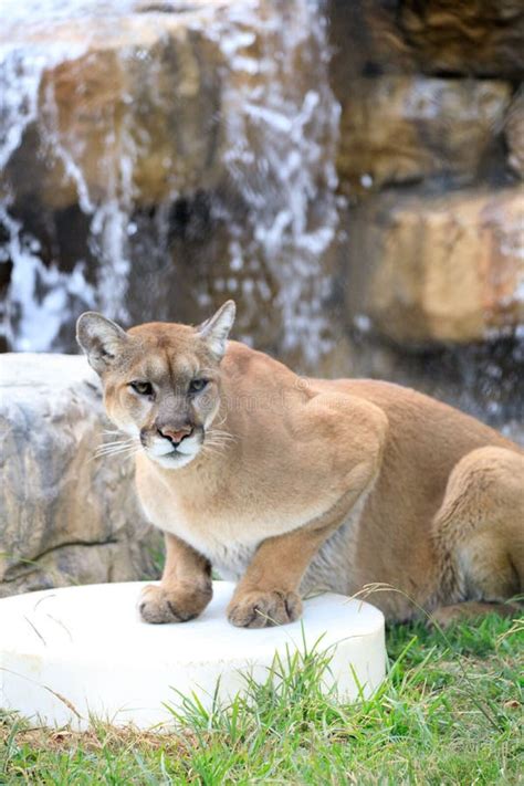 Beautiful Cougar Relaxing On Fresh Grass In A Zoo Stock Photo Image
