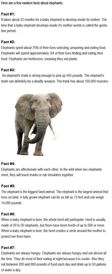 Elephants For Kids, All About Elephants, Elephants Never Forget