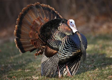 managing wild turkeys on public and private lands mississippi state university extension service