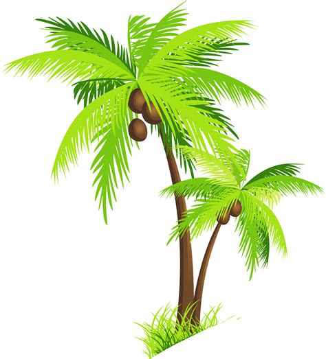 Coconut Tree With Coconut Vector Coconut Palm Trees Isolated On White