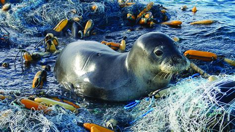 What Is Marine Debris National Oceanic And Atmospheric Administration