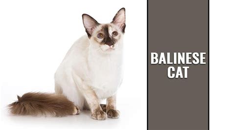 Balinese Cat Long Haired Siamese Cat Breed Info Petmoo