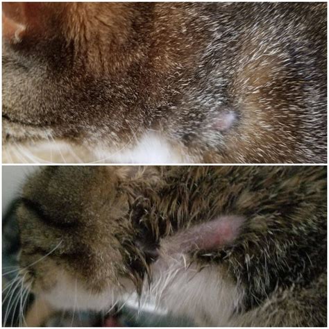 Health Cat Losing Fur On Left Side Of Her Neck Pets Stack Exchange